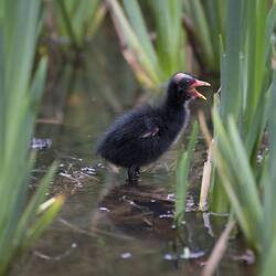 Fluffy black water bird chick standing on mud in reeds.