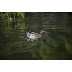 Female Wood Duck swimming.
