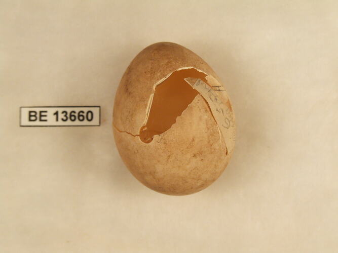 Broken bird egg with specimen label.