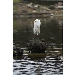White egret standing on a tussock in water.