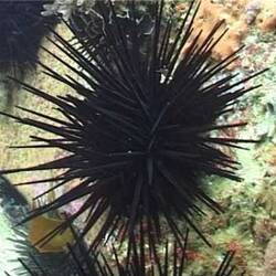 Silent footage of the Black Sea Urchin, <em>Centrostephanus rodgersii</em>.