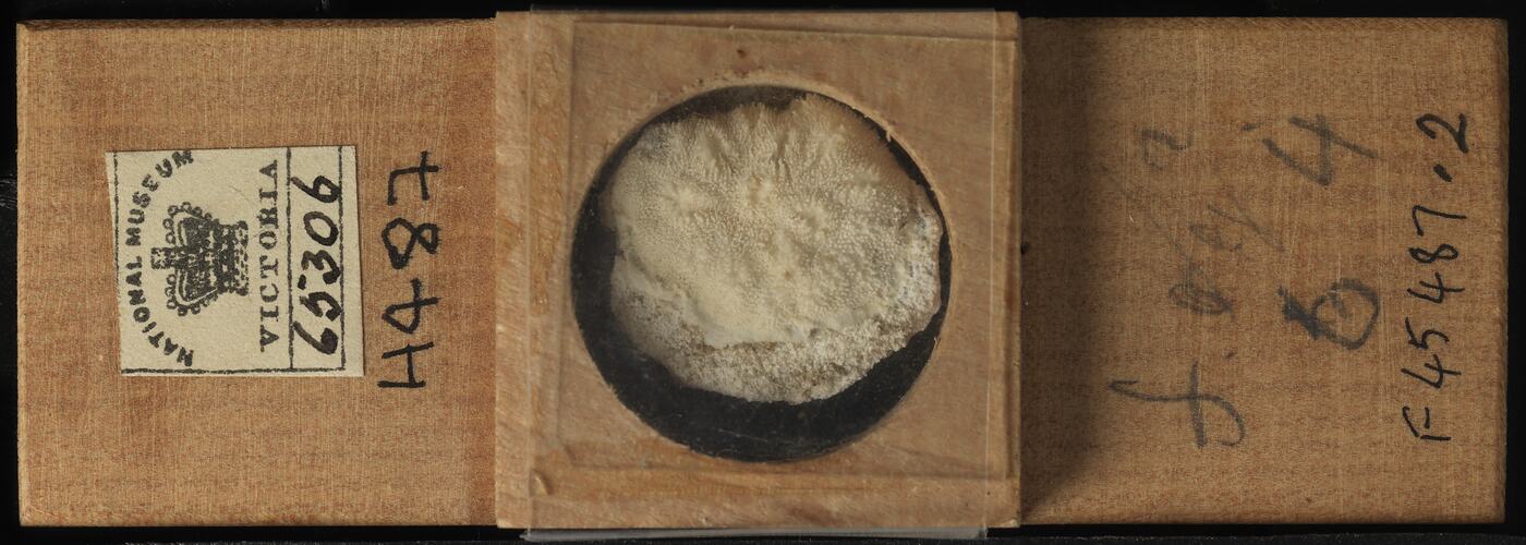 Bryozoan specimen in wooden microslide with handwritten labels.