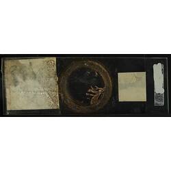 Underside of glass microslide with bryozoan specimen.