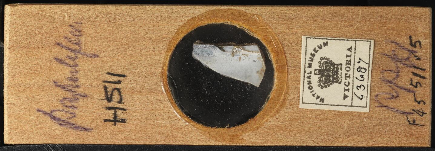 Bryozoan specimen in wooden microslide with handwritten labels.