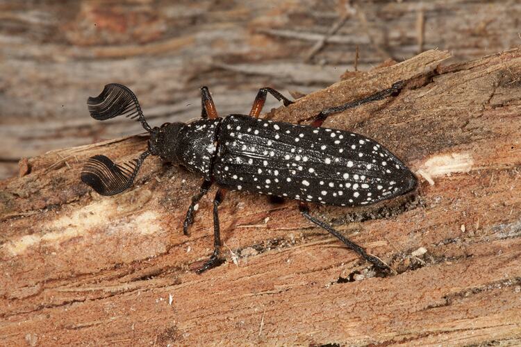 Black beetle with white spots and large feathery antennae.