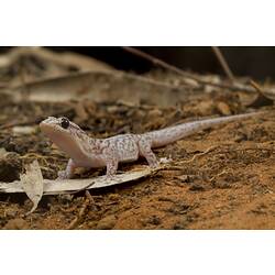 Front view of creamy-pink gecko with brown mottling.
