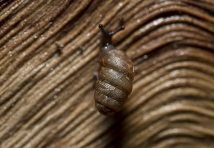 Bronze Pupasnail.