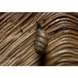 Bronze Pupasnail.