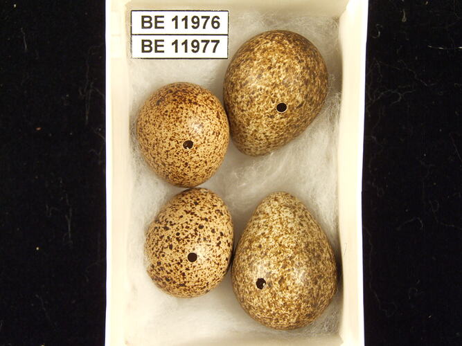 Four bird eggs with specimen labels in box