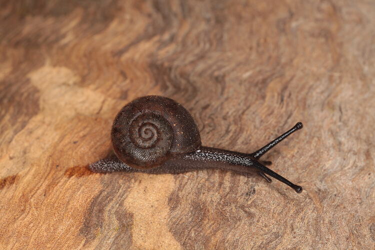 Brown snail on bark.