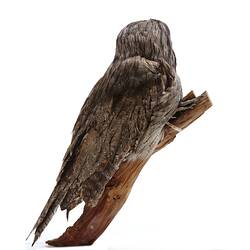 Taxidermied brown bird on branch.