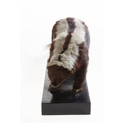 <em>Conepatus semistriatus</em>, Striped Hog-nosed Skunk, mounted specimen. Registration no. C 29994.