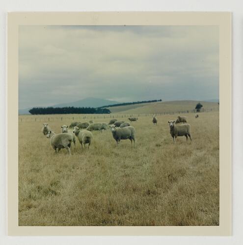 Slide 84, Flock of Sheep in Field, 'Extra Prints of Coburg Lecture' album, circa 1960s