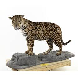 Jaguar mounted taxidermy specimen.