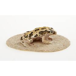 Cast model of a Spotted Marsh Frog on a circular base.