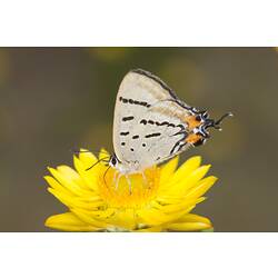 Cream butterfly with orange spots on underside of wings sitting on yellow flower with wings closed.