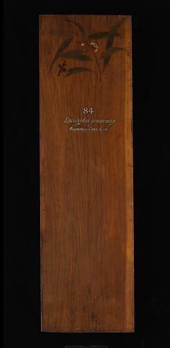 Timber Sample - Moutain Grey Gum, Eucalyptus cypellocarpa, Victoria, 1885