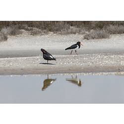 Two black and white birds on sandy beach.