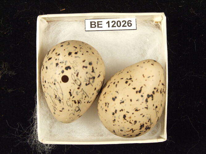Two bird eggs with specimen label in box.