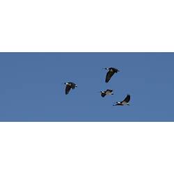 White and black, long-necked birds in flight viewed from below.