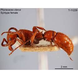 Ant specimen, female, lateral view.