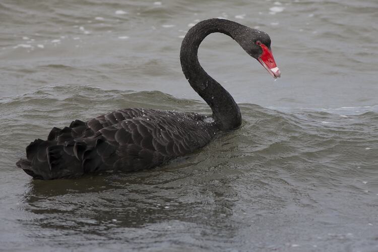 Black swan swimming in the rain.