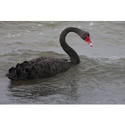 Black swan swimming in the rain.