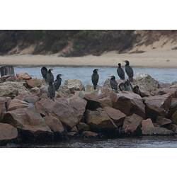 <em>Phalacrocorax carbo</em>, Great Cormorant. Gippsland Lakes, Victoria.