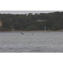 <em>Cygnus atratus</em>, Black Swan. Gippsland Lakes, Victoria.