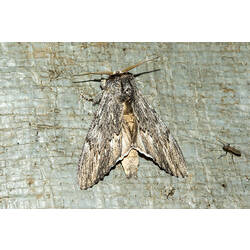 <em>Destolmia lineata</em>, Streaked Notodontid Moth. Murray Explored Bioscan.