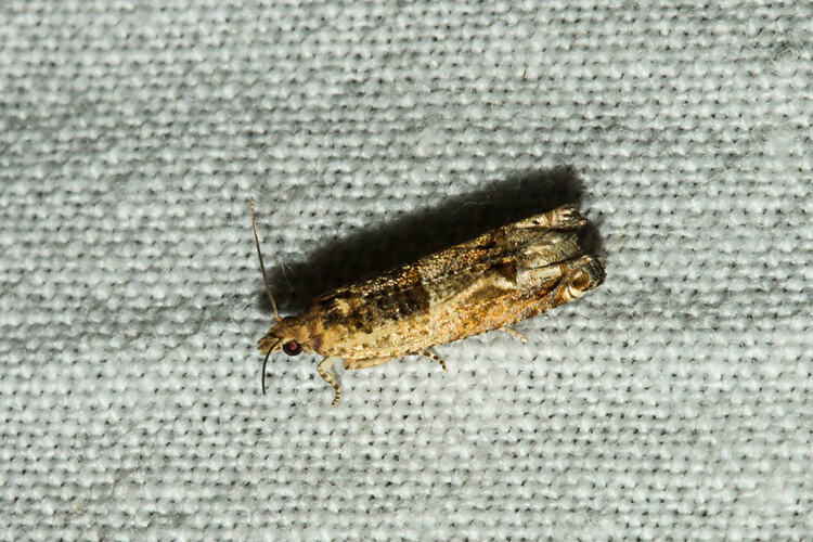<em>Crocidosema plebejana</em>, moth. Murray Explored Bioscan.