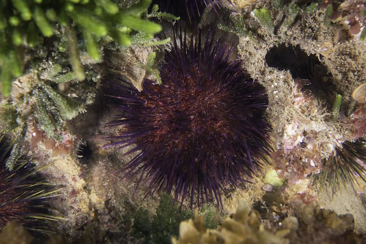 Purple urchin on reef.