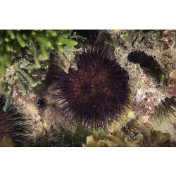 <em>Heliocidaris erythrogramma</em> (Valenciennes, 1846), Sea Urchin