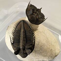 Two trilobites on rock plinth, top-front view.