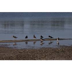 <em>Haematopus longirostris</em>, Pied Oystercatcher. Gippsland, Victoria.