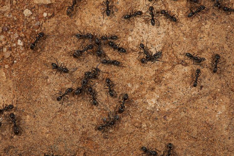 <em>Iridomyrmex</em> sp., Rainbow Ants. Neds Corner, Victoria.