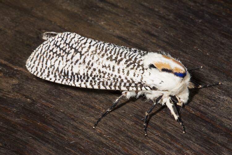 <em>Endoxyla</em> sp., moth. Neds Corner, Victoria.