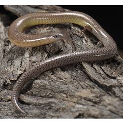 Long, snake-like coppery lizard with narrow backlegs.