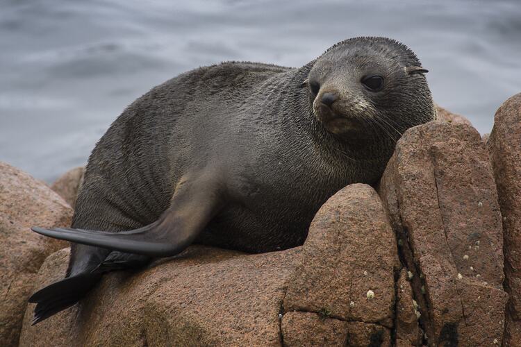 Fur seal lying on rock facing camera.