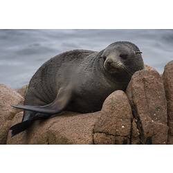 Fur seal lying on rock facing camera.