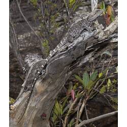 Grey-brown lizard in bush.