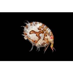 Round white crustacean with colourful spots.