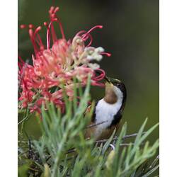 Long-beaked bird feeding from flower.