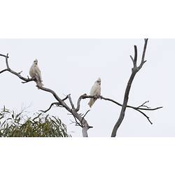 Two white cockatoos on branch.