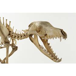 Detail of articulated thylacine skull and skeleton.
