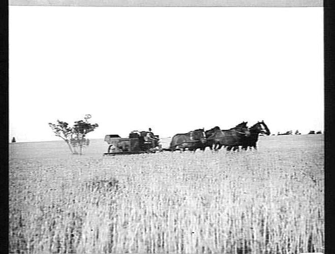 MR M.O. KELLY, BOINKA: WORKED AT EASE WITH 6 HORSES. 270 ACRES. 4 BAGS PER ACRE. HE SAYS THE HEADER IS THE BEST MACHINE HE HAS EVER SEEN OR WORKED AND TO HIM IS WORTH 500 POUNDS