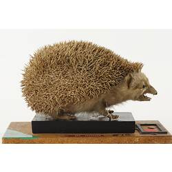 Side view of taxidermied hedgehog specimen.