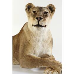 Close up of taxidermied lioness day.