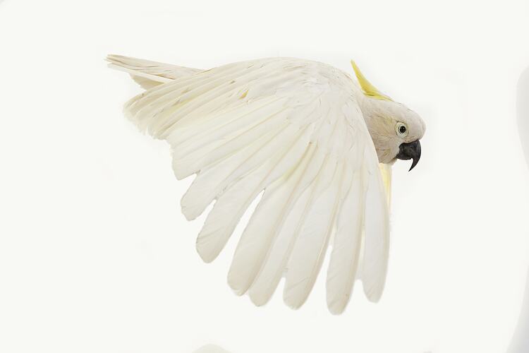 Side view of white cockatoo specimen mounted as though in flight.