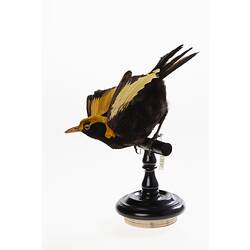 <em>Sericulus chrysocephalus</em>, Regent Bowerbird. [B 35057]